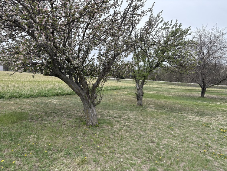 Apple trees in bloom 