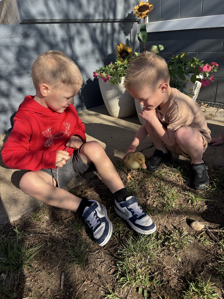 Checking out the duckling