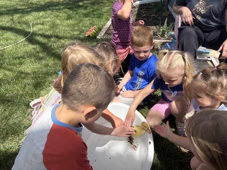 Duckling went for a swim 