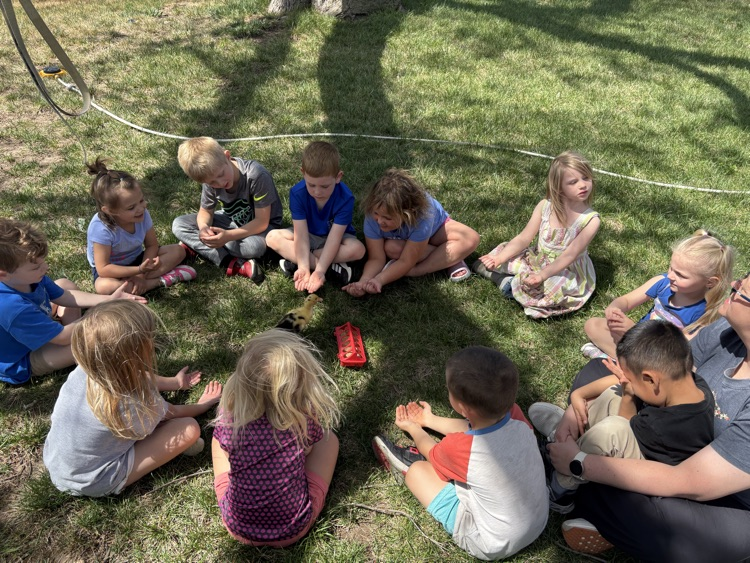 Preschoolers watched the duckling eat and run around 