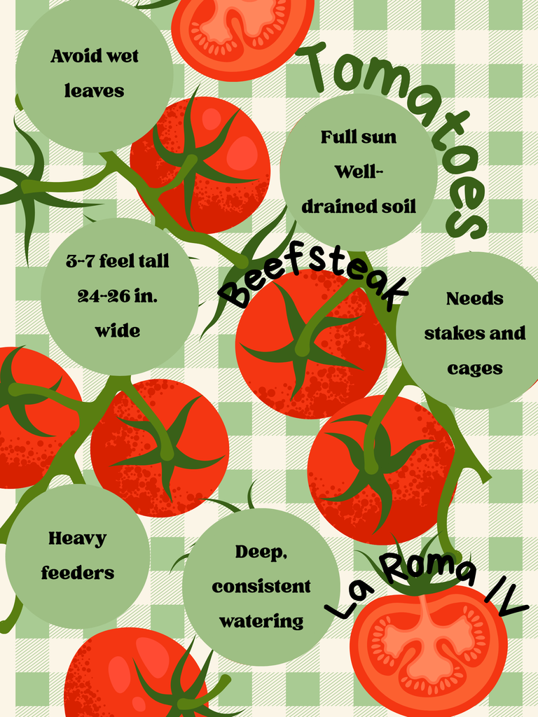 tomatoes