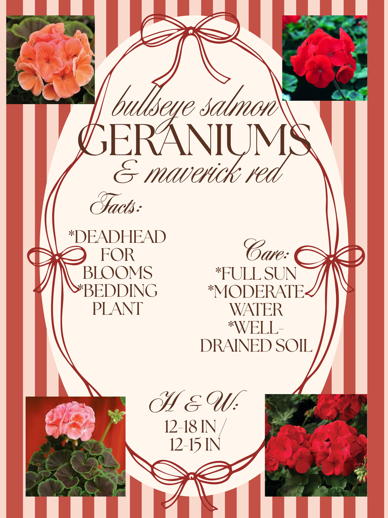 geranmiums