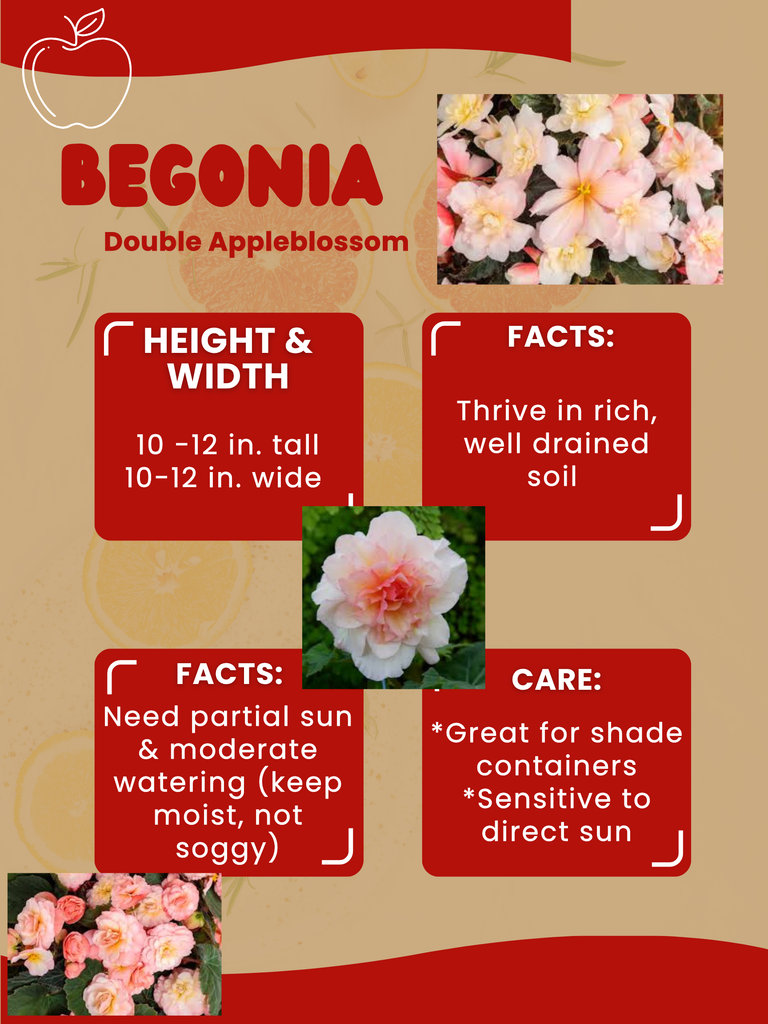 begonia