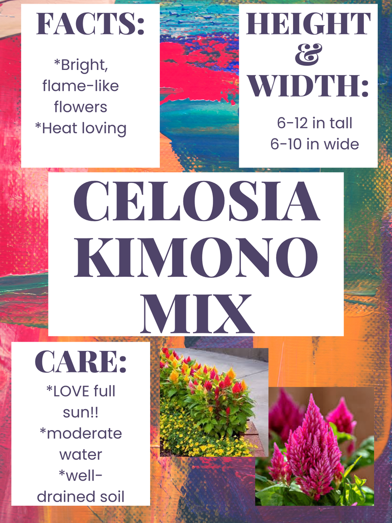 celosia