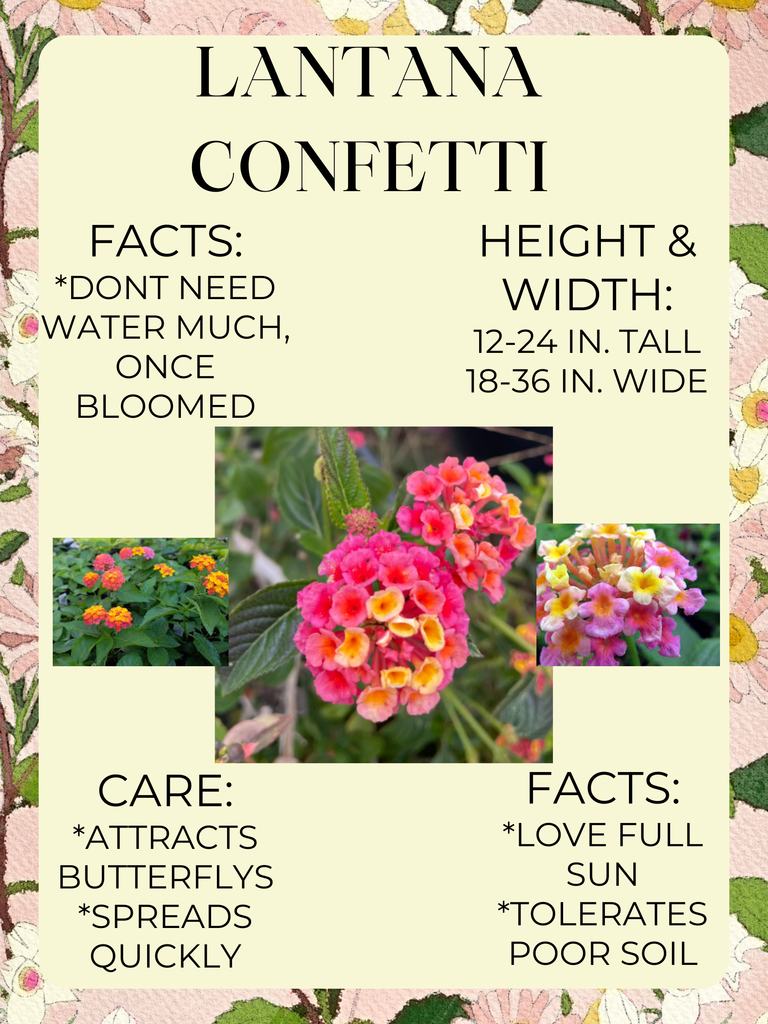 Lantana Confetti