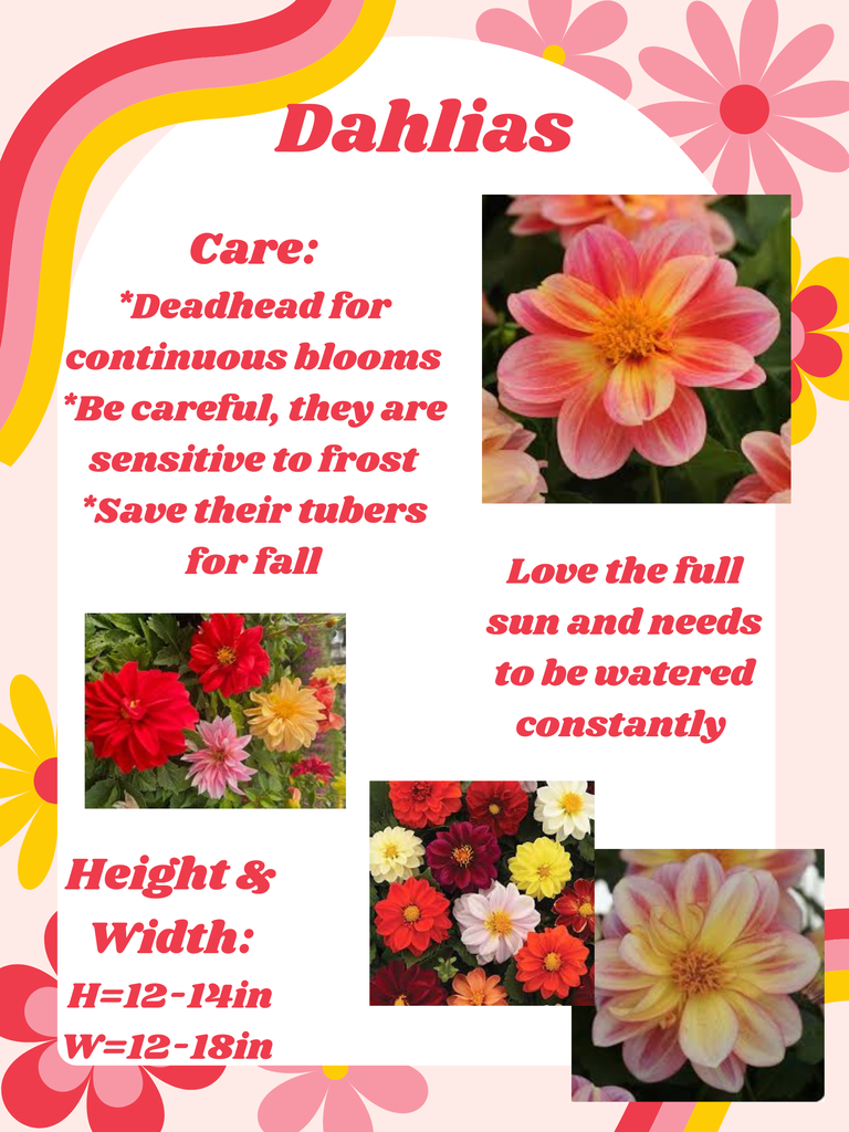dahlias