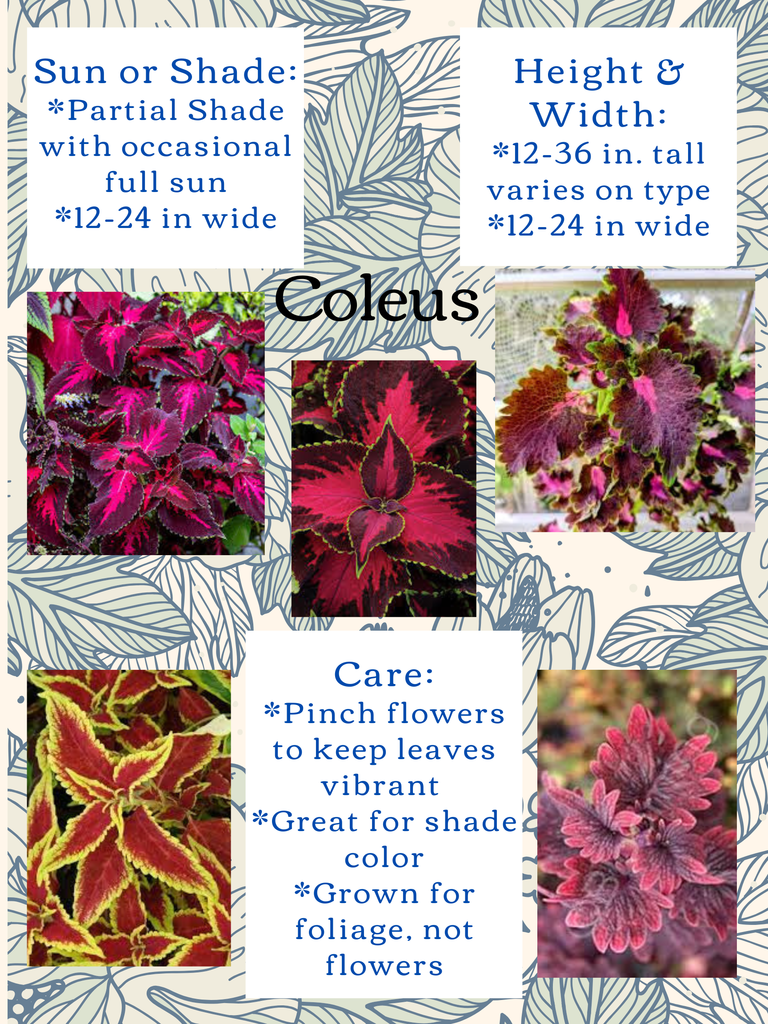 coleus