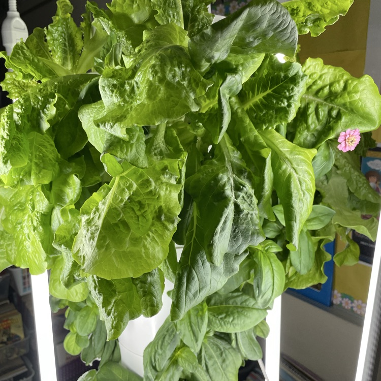 tower garden; lettuce and zinnias! 