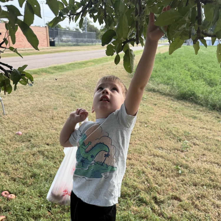 picking apples