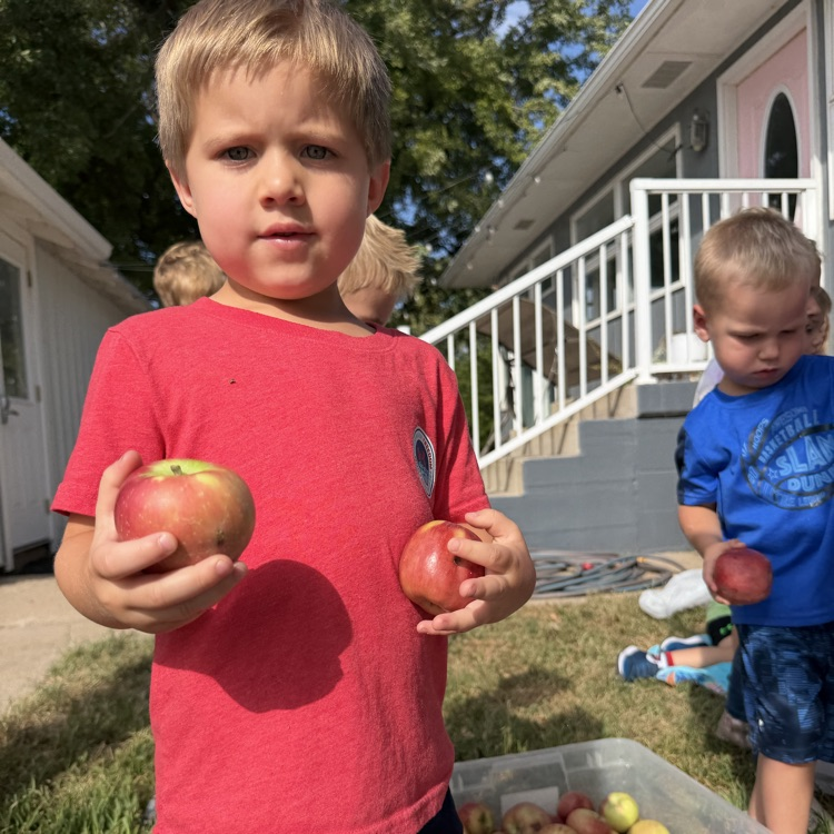 sorting apples