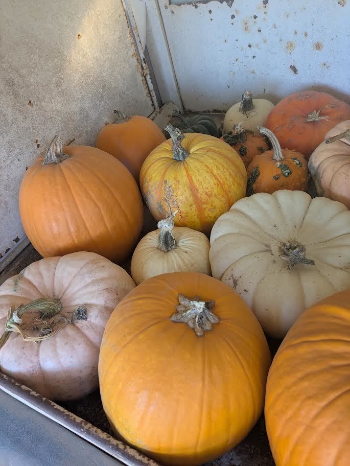 Decorative pumpkins