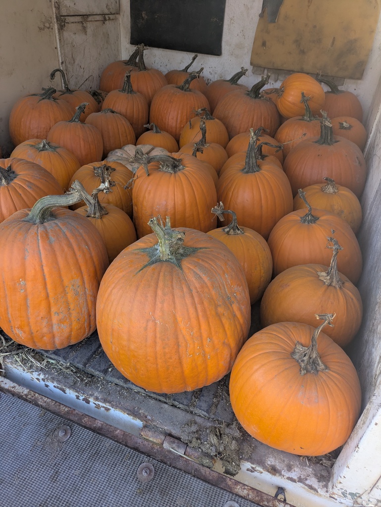 Large carving pumpkins to small bakers 