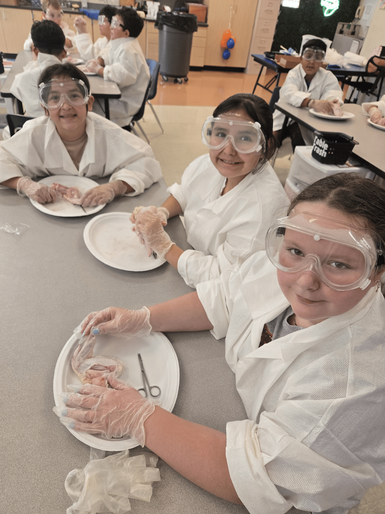 5th graders had an exciting hands-on science lesson today! They learned about how muscles work by dissecting chicken wings and observing how muscles, tendons, and bones function together.