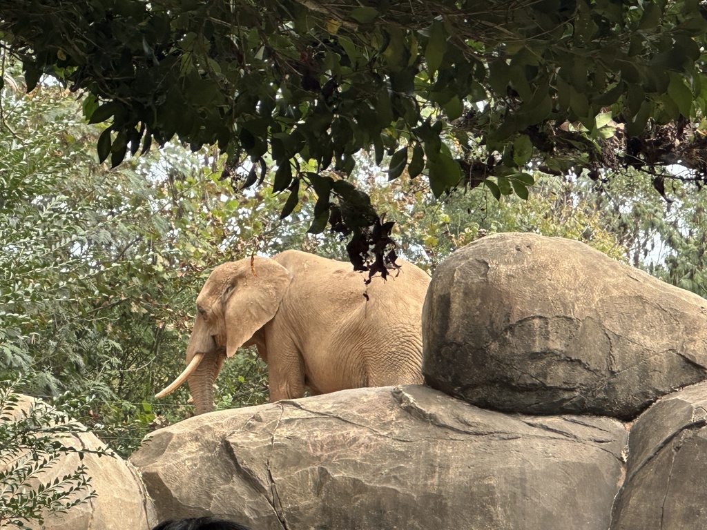 NC Zoo 2nd Grade Field Trip