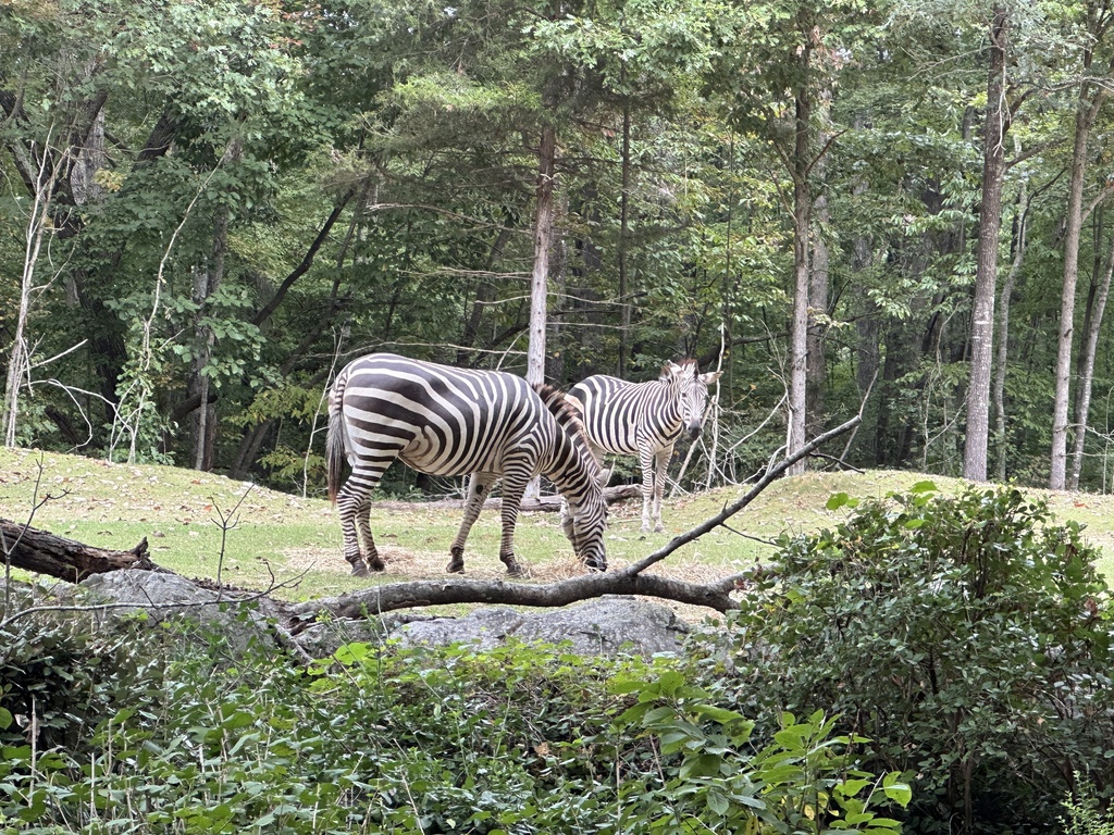 NC Zoo 2nd Grade Field Trip