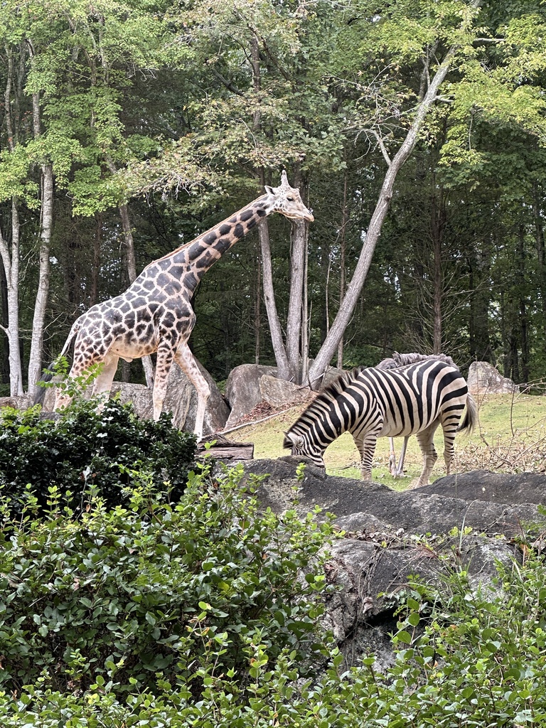 NC Zoo 2nd Grade Field Trip