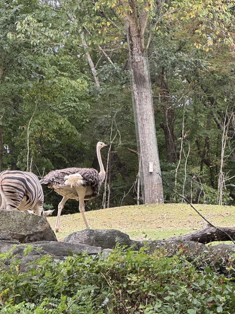 NC Zoo 2nd Grade Field Trip
