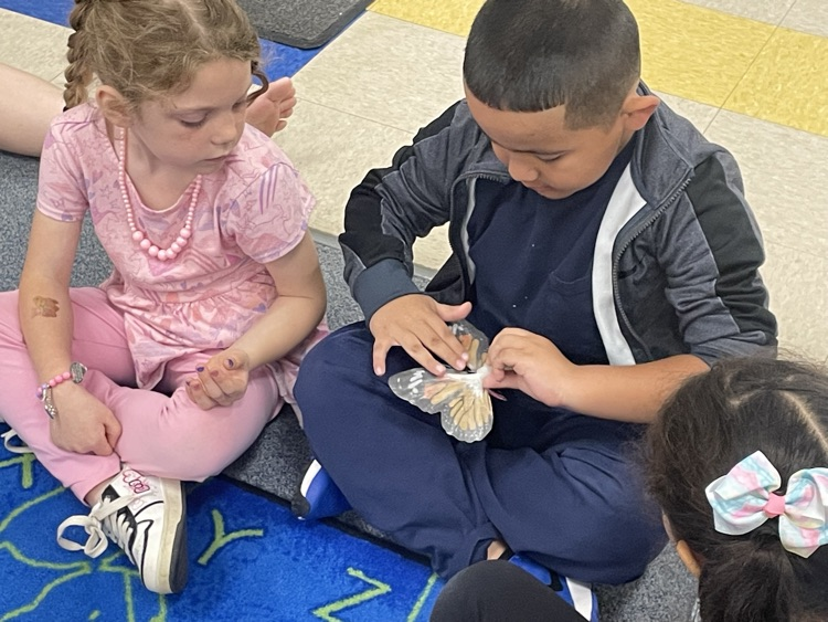students learning about the life cycle of a butterfly