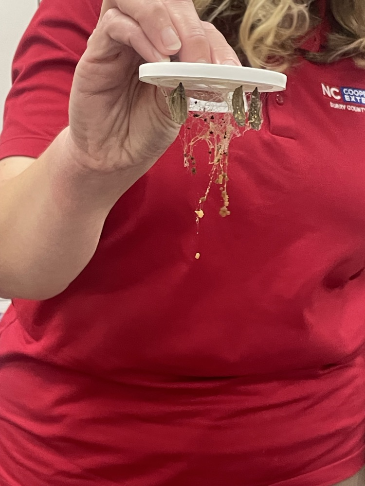 students learning about the life cycle of a butterfly