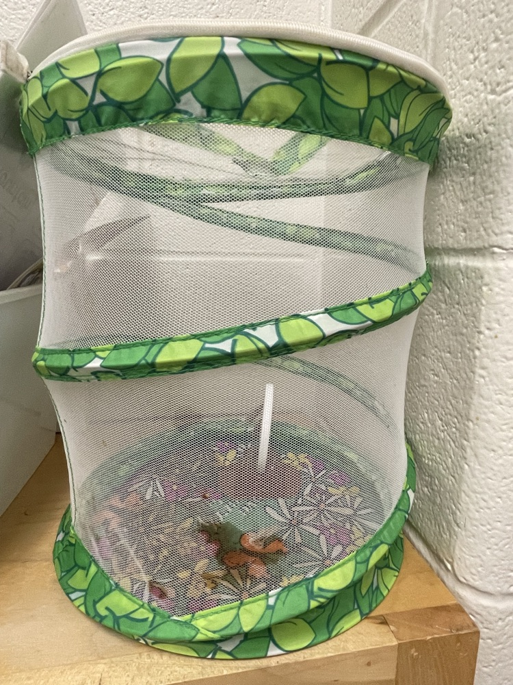 caterpillars waiting to turn into butterflies