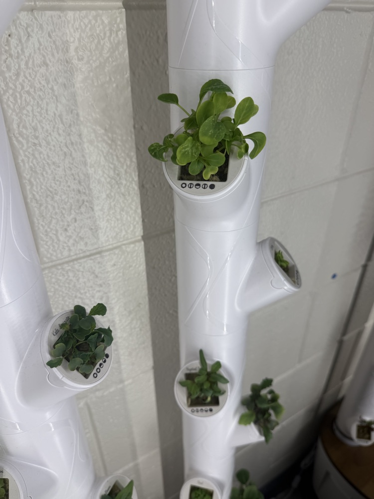 plants growing 