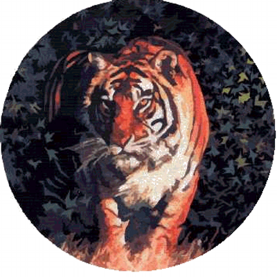 Tiger Newsletter 2026!