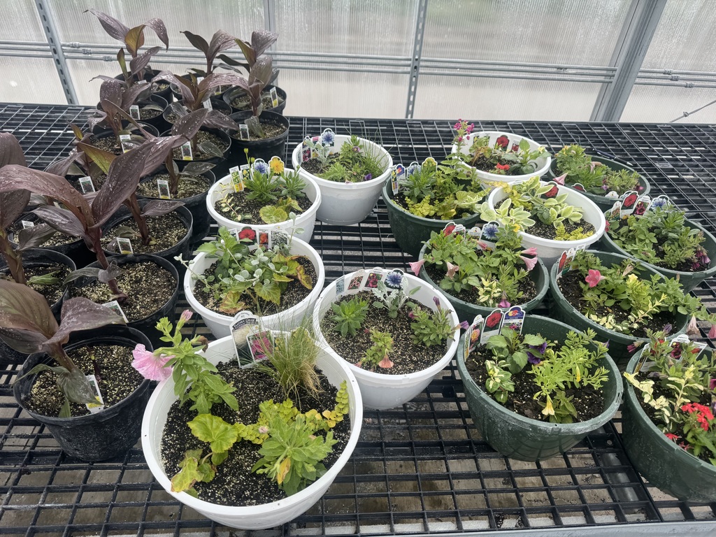 Flowers