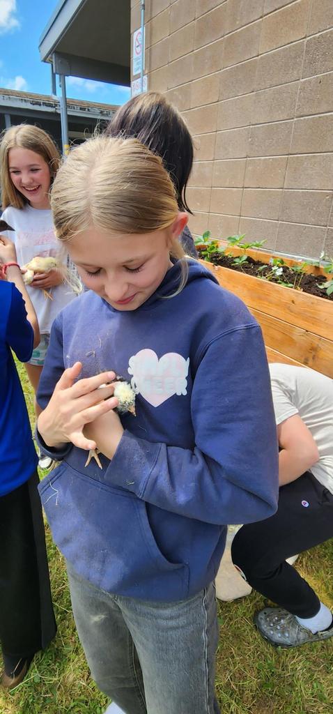 Chicks