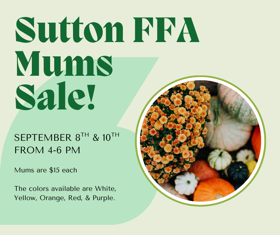 FFA Mums Sale