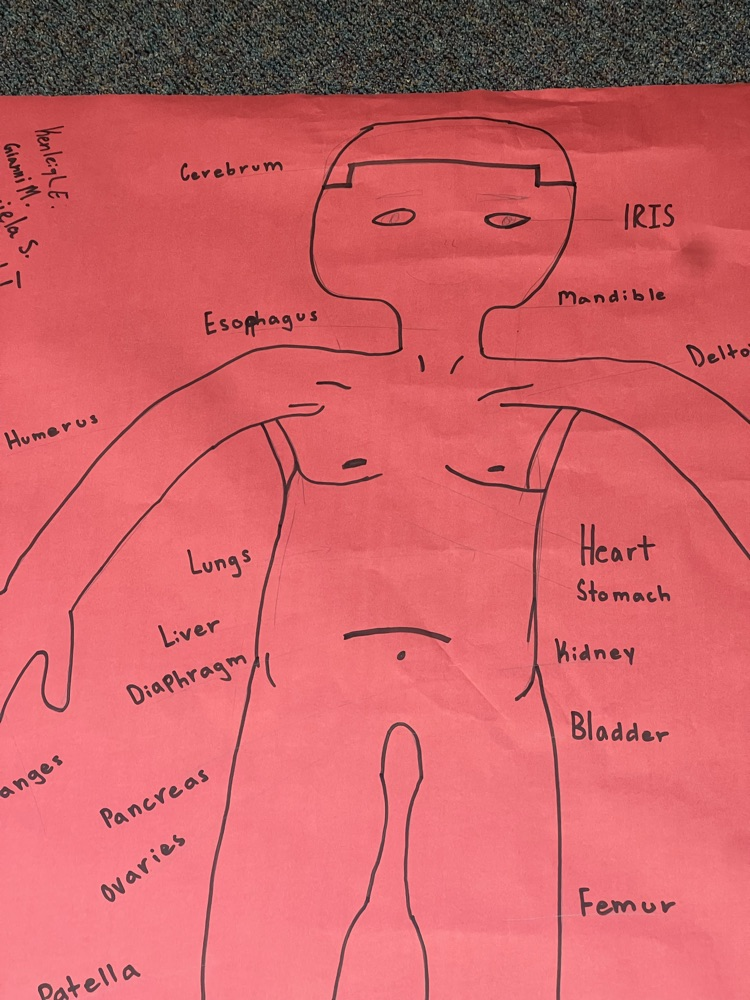 anatomy 1