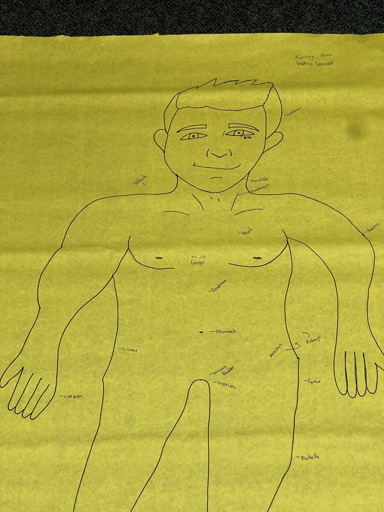 anatomy 3
