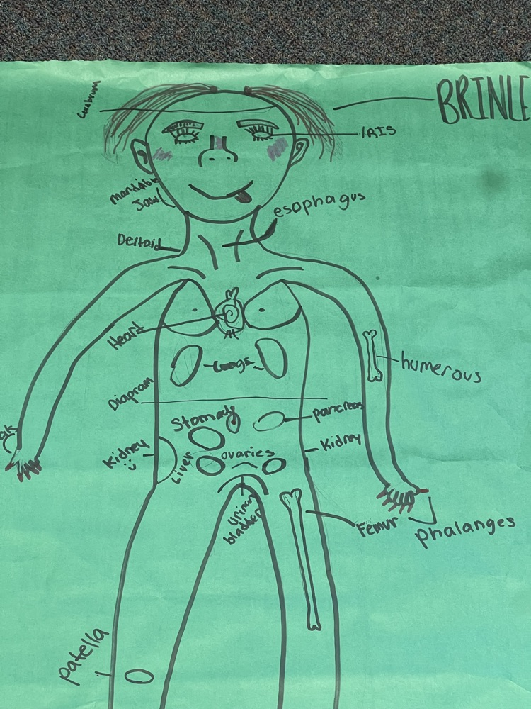 anatomy 5
