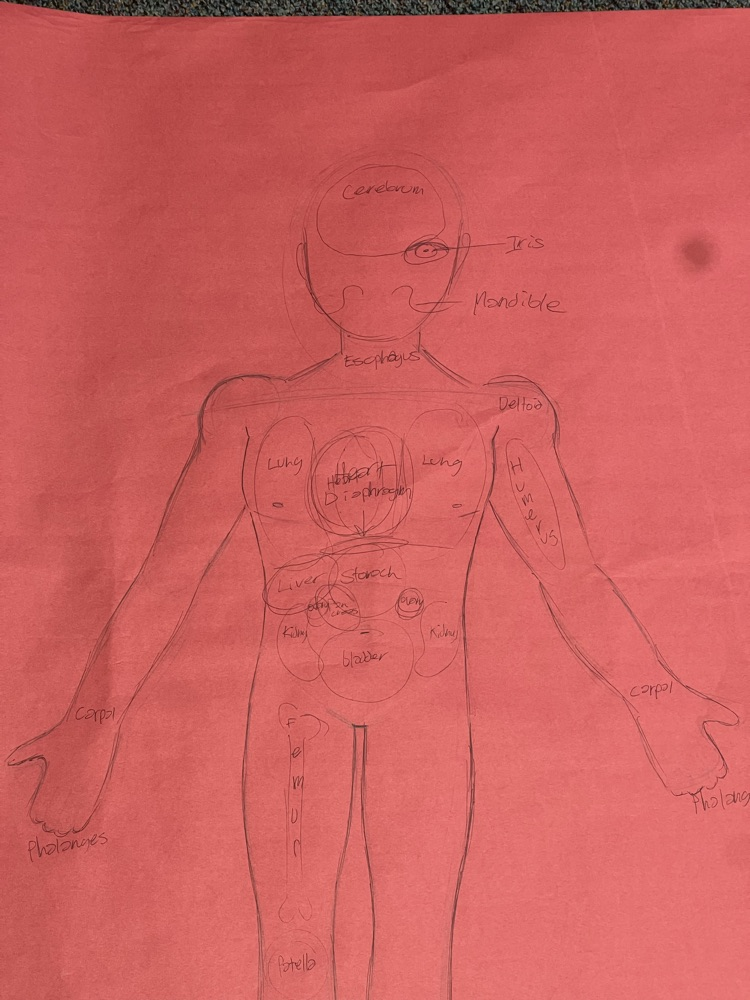 anatomy 7
