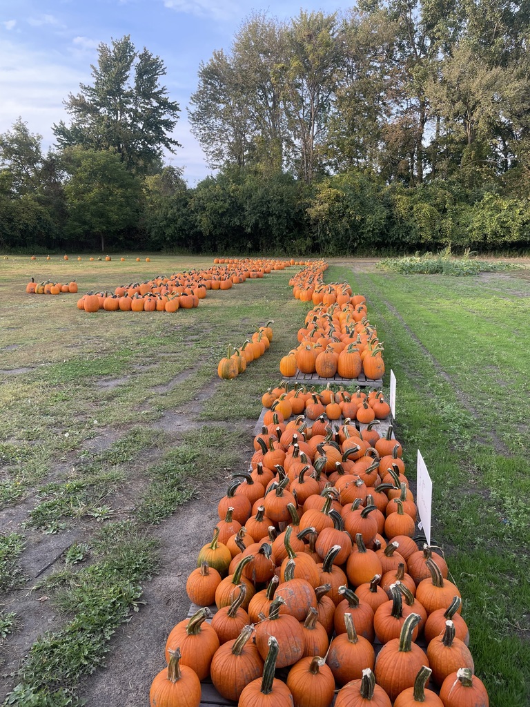 Pumpkins