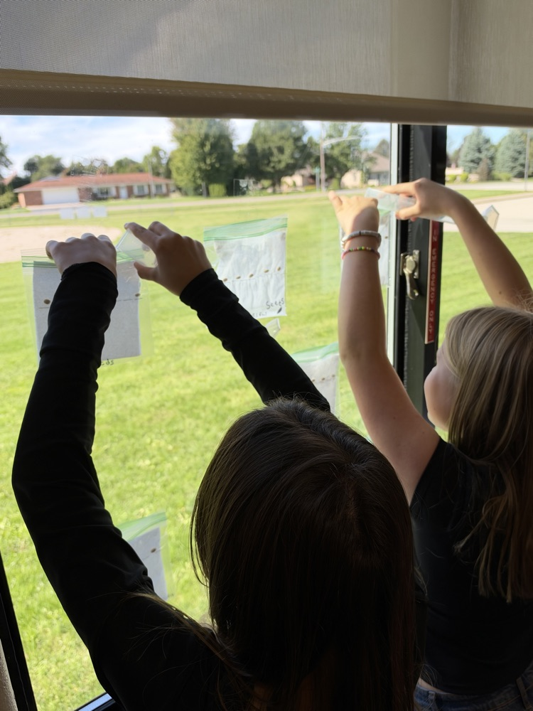 Fifth grade students hang their bags and seeds in the window for science.