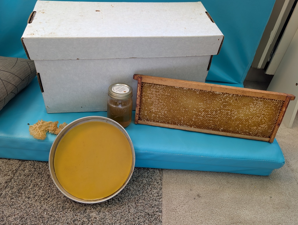 Honey Bee 