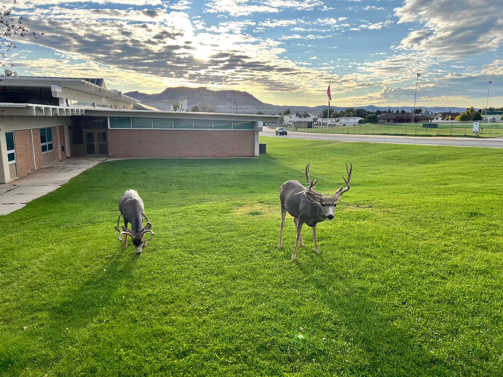Deer