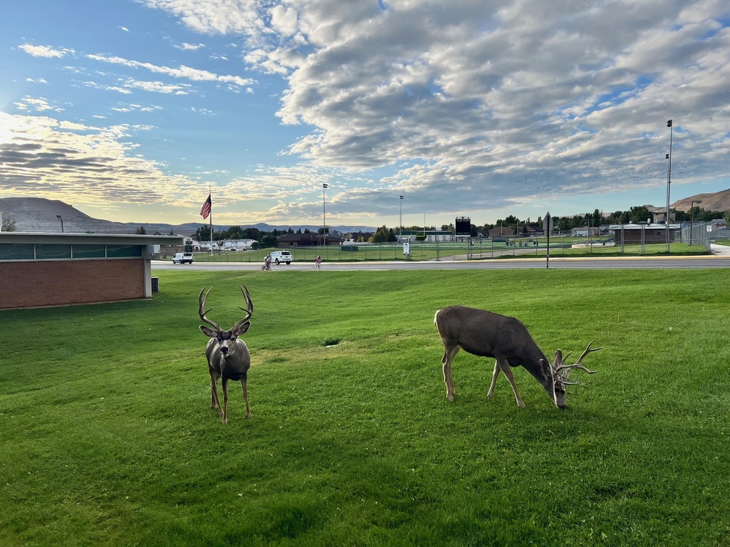 deer