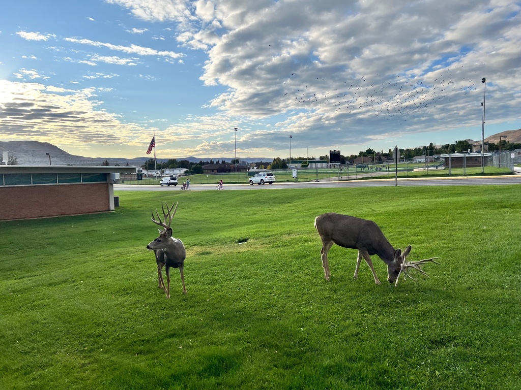 deer
