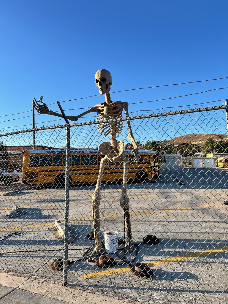 Skelly Skeleton