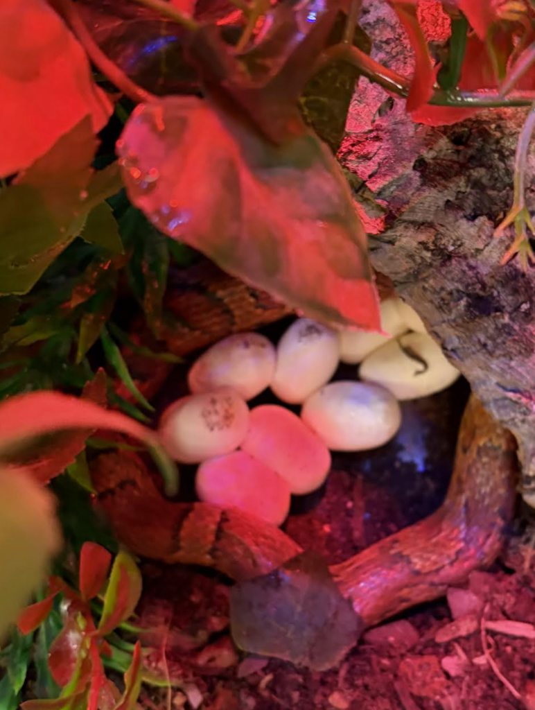 snake