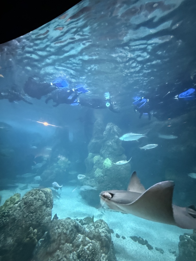 STEAM/GT at the Denver Aquarium