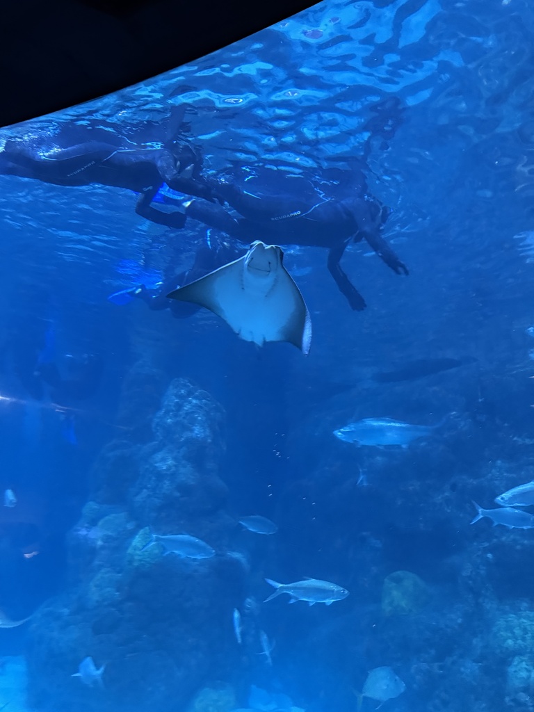 STEAM/GT at the Denver Aquarium