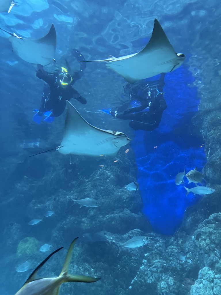 STEAM/GT at the Denver Aquarium