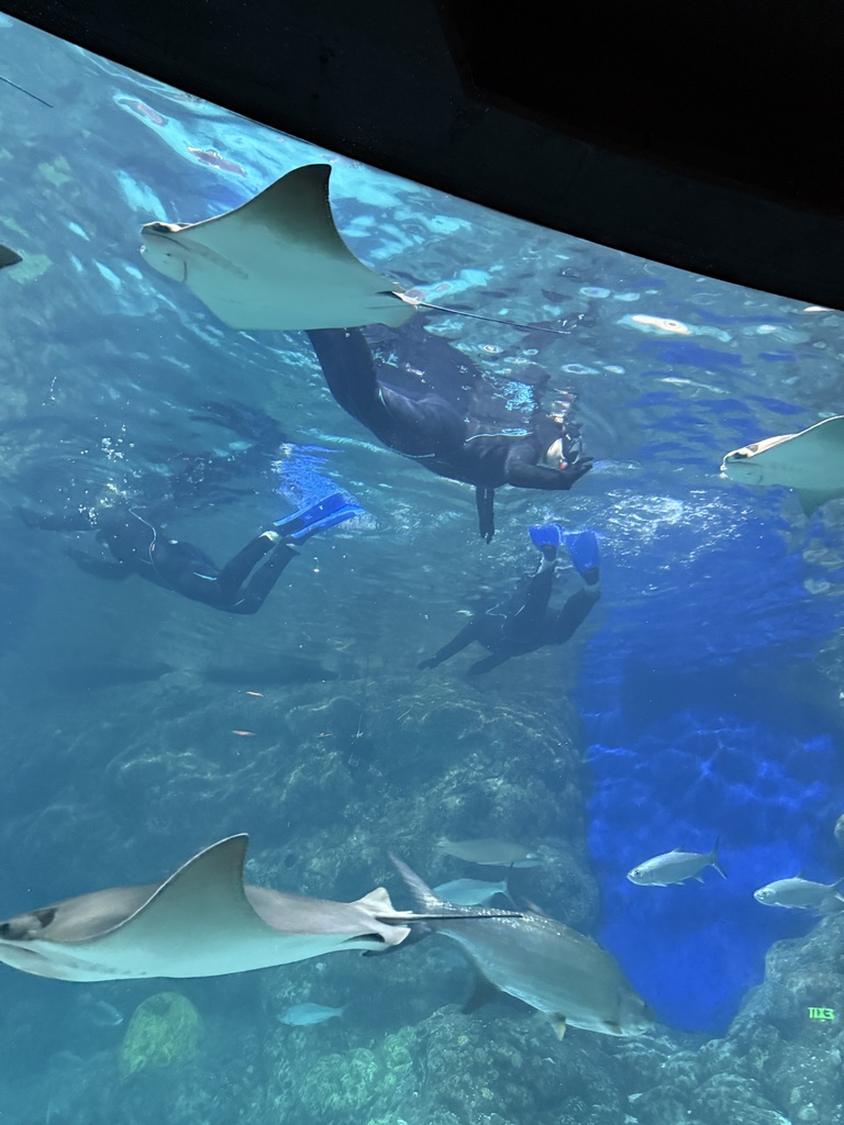 STEAM/GT at the Denver Aquarium