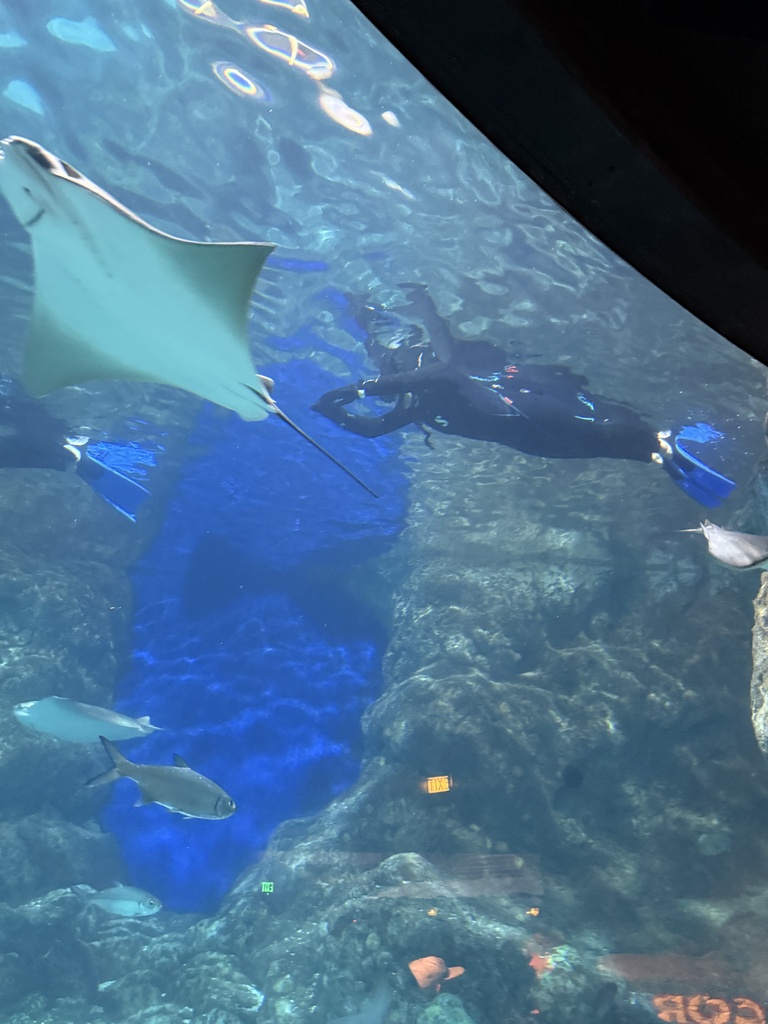 STEAM/GT at the Denver Aquarium
