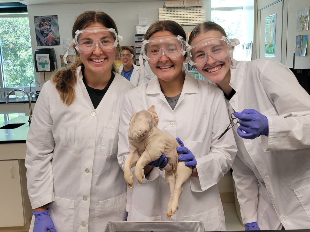 This group is surprised by how big the pigs are! 
