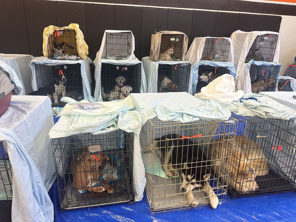Dogs waiting