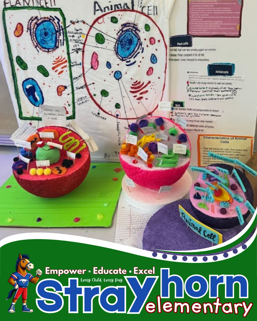 3D plant and animal cells 