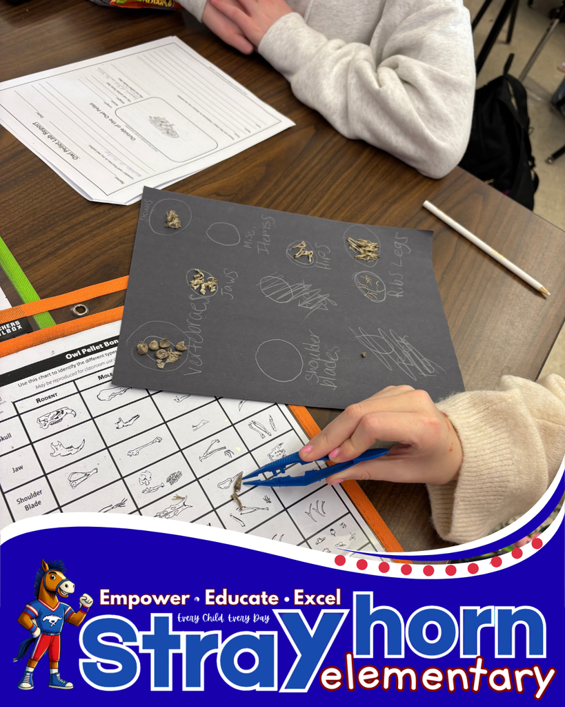 paper with owl pellets categorized